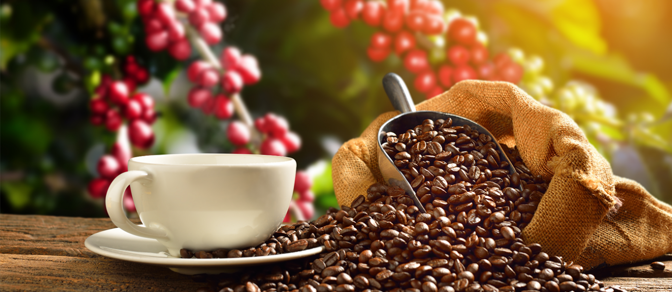 Buôn Mê Coffee - Cà phê nguyên chất giá sỉ
